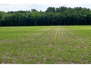 Property photo 104 - LAND AUCTION - 700+/- ACRES OFFERED IN 16 TRACTS IN ALLEN COUNTY, INDIANA